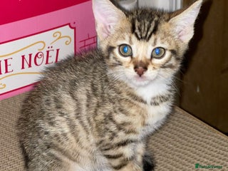 Mixed Breed cats Stunning Bengal Kittens - Advert 5