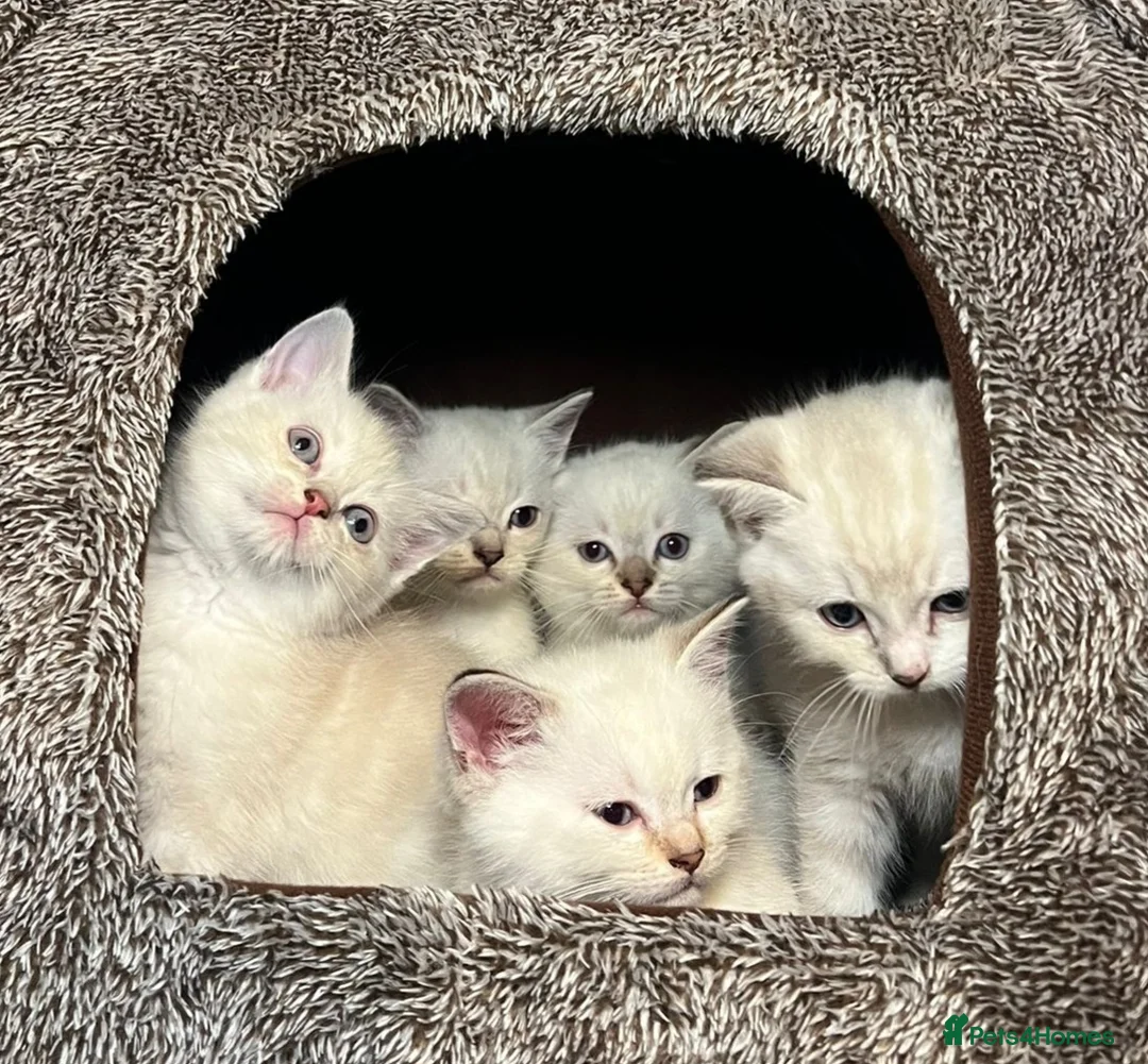 Mixed Breed cats for sale: 6 cute blue-eyed Ragdoll and BSH mix kittens  - Advert 2