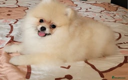 Pomeranian dogs for sale: XXS🐶KC REG🐾Pomeranian Puppies for sale🐶 in Brentwood - Image 22