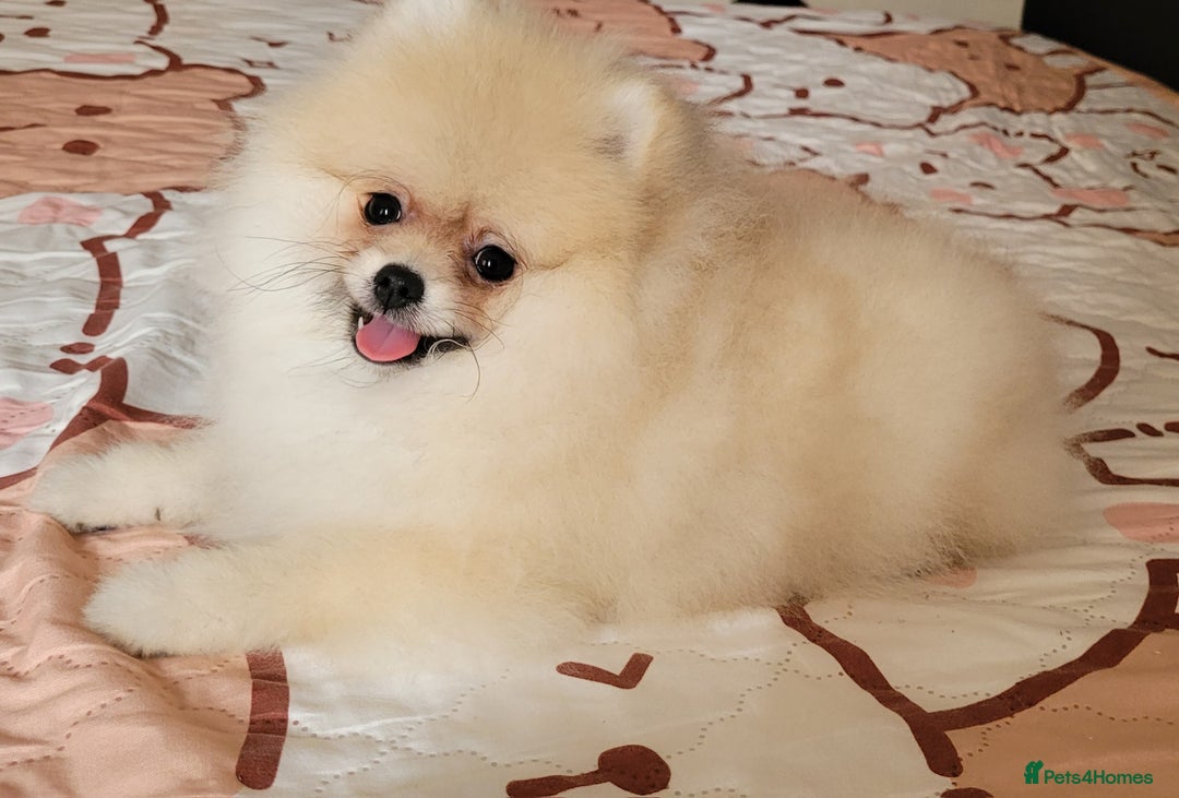 Pomeranian dogs for sale: XXS🐶KC REG🐾Pomeranian Puppies for sale🐶 in Brentwood - Image 22