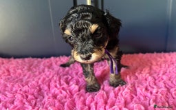 Poodle dogs for sale: Phantom Poodle puppies  - Image 5