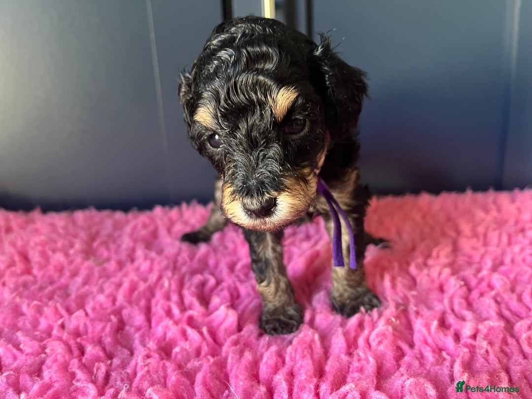 Poodle dogs for sale: Phantom Poodle puppies  - Image 5