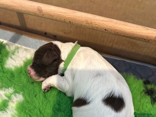 Sprocker dogs SPROCKER PUPPIES FOR SALE - Advert 2