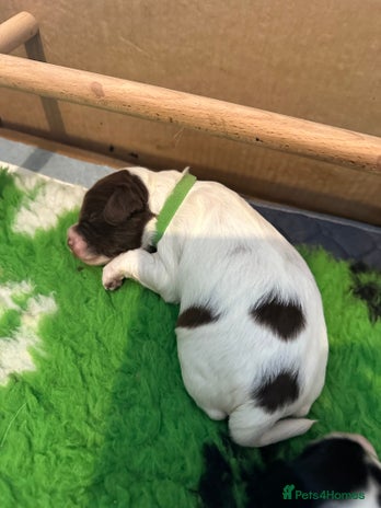 Sprocker dogs SPROCKER PUPPIES FOR SALE - Advert 3