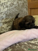 Shih Tzu dogs - Advert 13