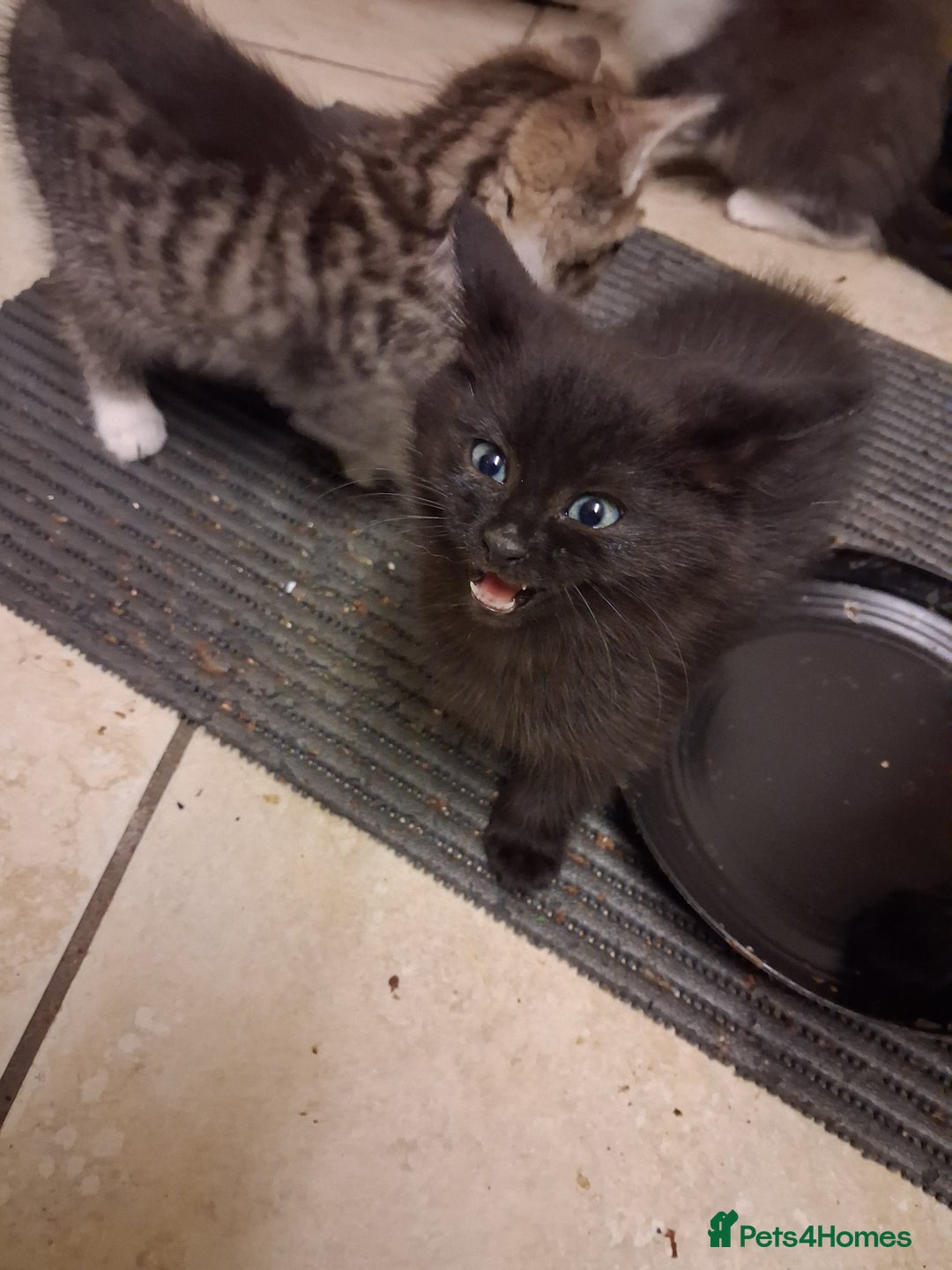 Mixed Breed cats for sale: Little kittens  - Advert 3