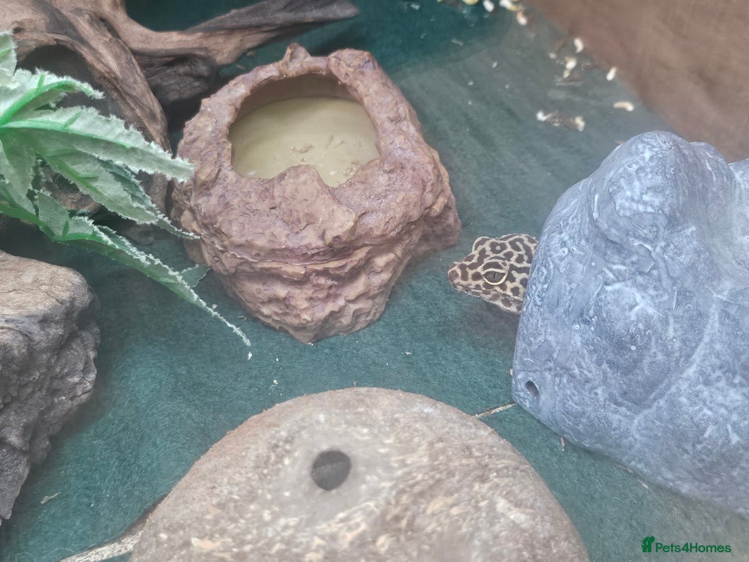Leopard Gecko reptiles for sale: Leopard Gecko "Tim"  - Image 7