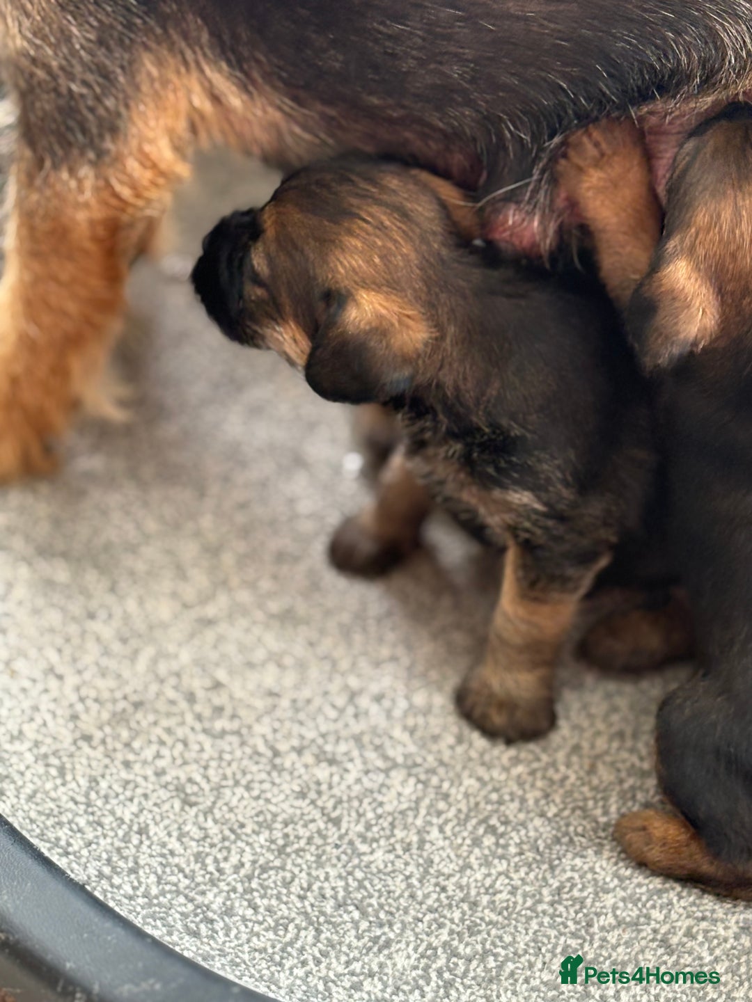 Border Terrier dogs for sale: Stunning border terrier puppy’s  - Image 6