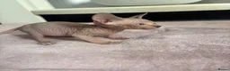 Sphynx cats for sale: Canadian sphynx kittens - Advert 9