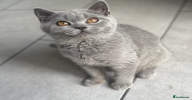 British Shorthair cats - Advert 6