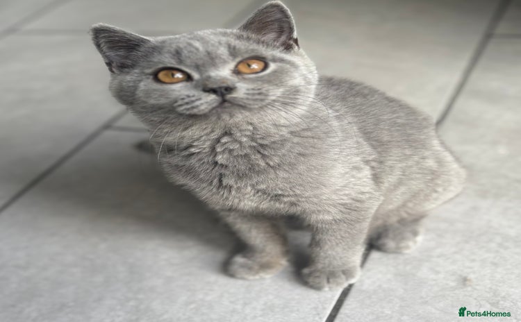 British Shorthair cats - Advert 7