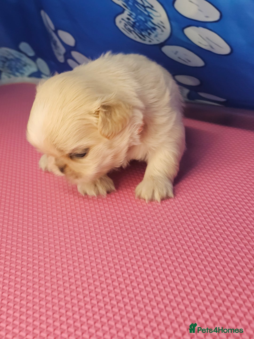 Shih Tzu dogs for sale: Pedigree smallest possible size Shih Tzu - Advert 14