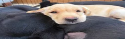 Labrador Retriever dogs for sale: Labrador Bitch Puppy  in Newcastle upon Tyne - Advert 3
