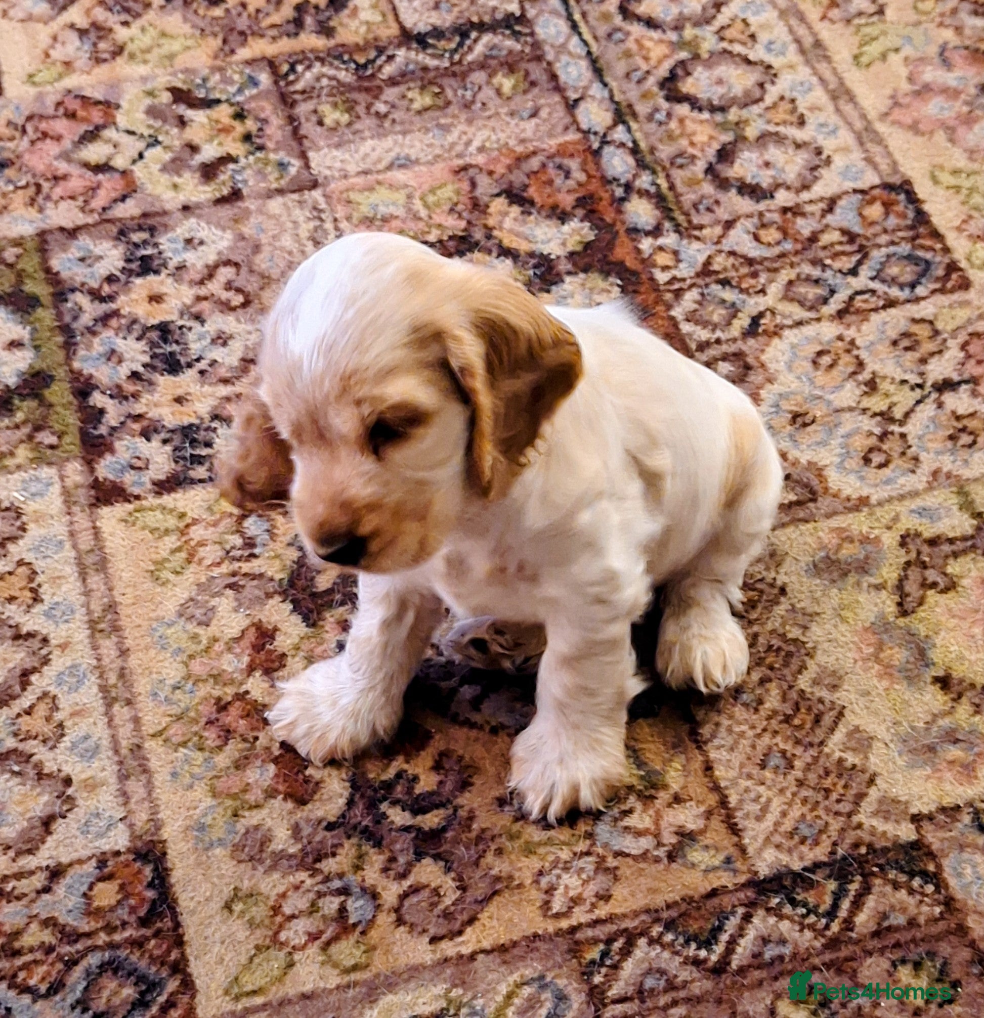 Cocker Spaniel dogs orange roan cocker spanial - Advert 23