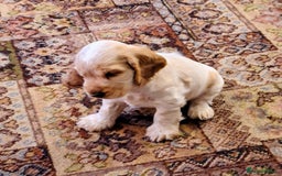 Cocker Spaniel dogs for sale: orange roan cocker spanial - Image 1
