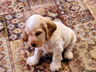 Cocker Spaniel dogs - Advert 30
