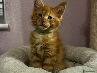 Maine Coon cats 🐱 READY FOR NEW HOME FULL MAINE COON KITTENS 🐱 - Advert 14