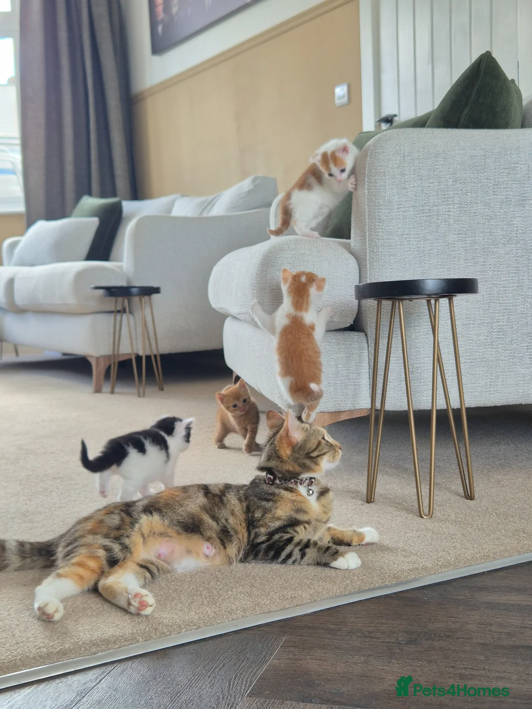 Mixed Breed cats for sale: Only 3 left - adorable friendly kittens - Advert 1