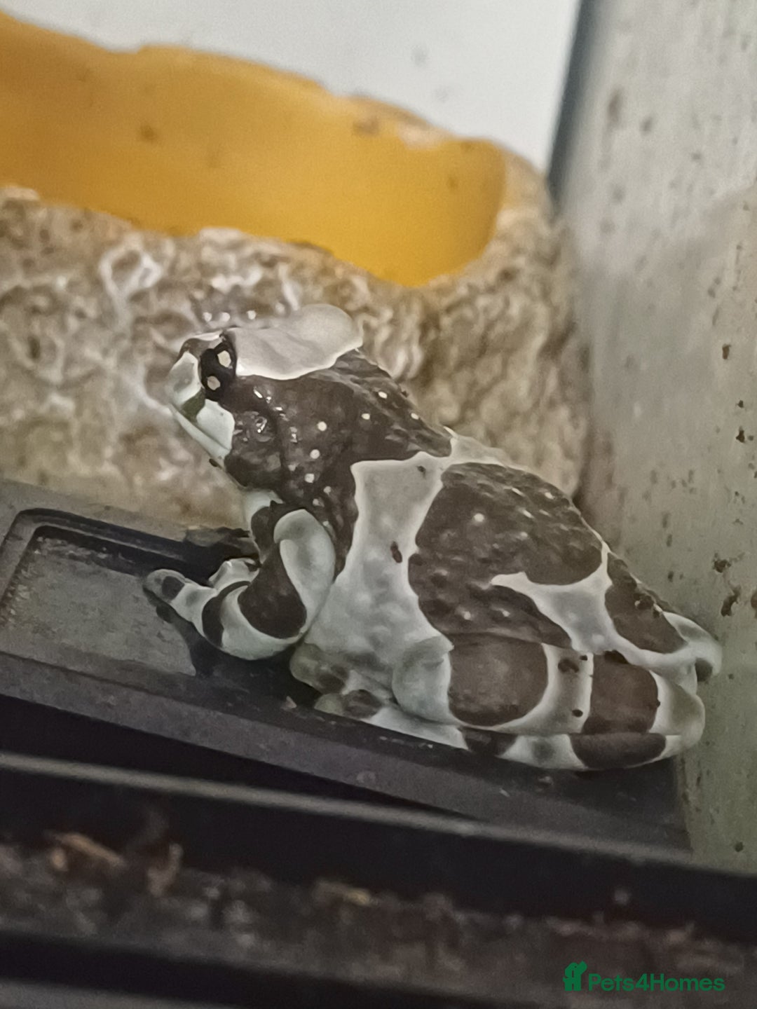 Frog reptiles for sale: Milk Tree Frogs - Advert 2