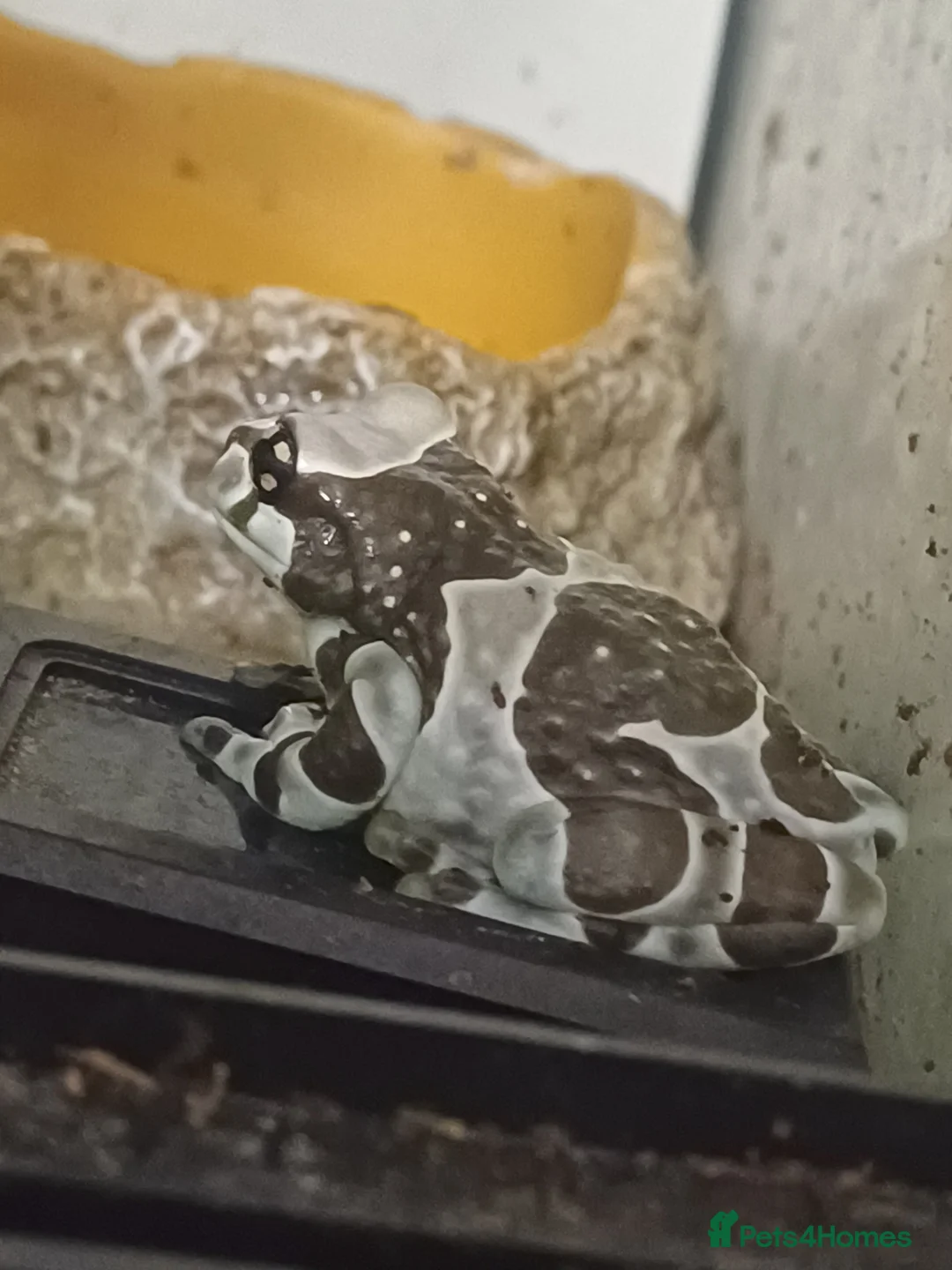 Frog reptiles for sale: Milk Tree Frogs - Advert 2