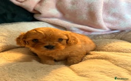 Cavapoo dogs for sale: 🐾♥️CUDDLES, KISSES & SNUGGLES♥️ 🐾 - Image 13