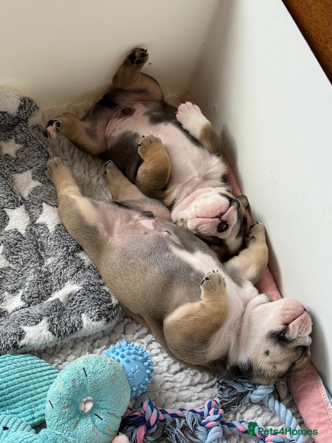 English Bulldog dogs for sale: KC Reg English Bulldog Pups - Image 12