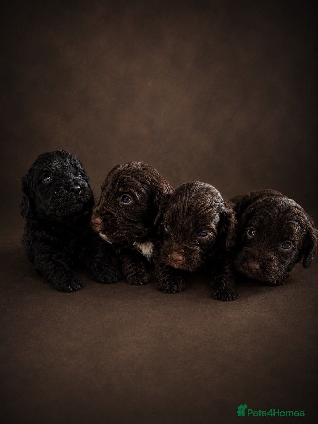 Cockapoo dogs F1 Cockapoo Puppies  - Advert 2
