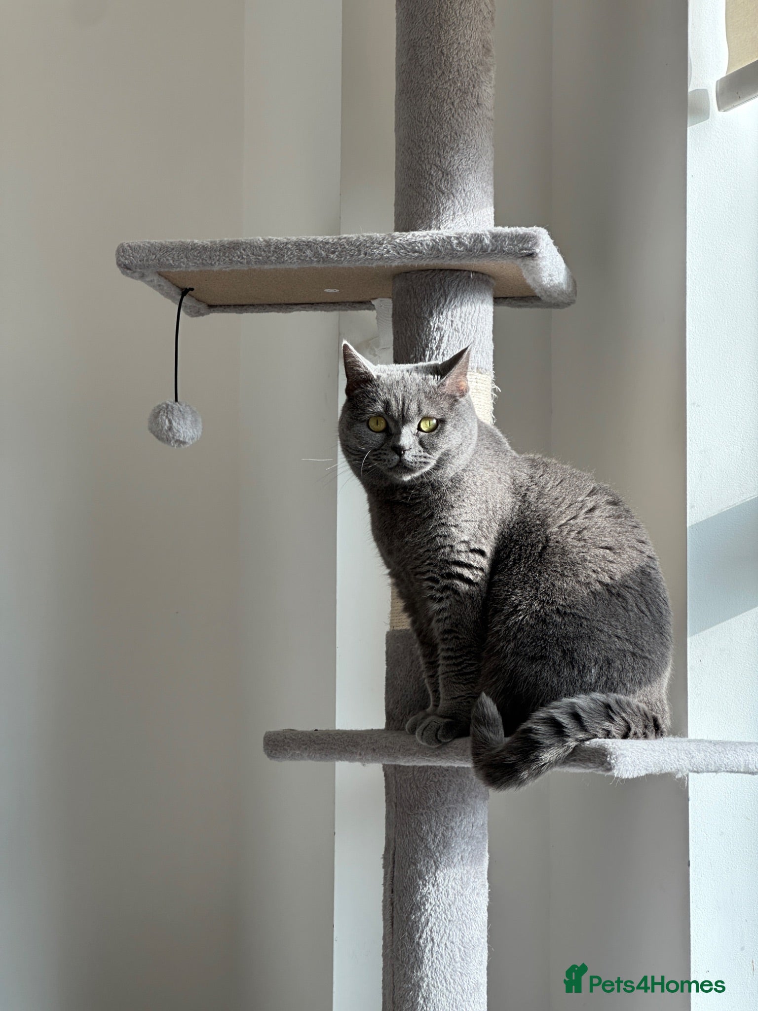 British Shorthair cats British Shorthair Female - Neutered - Advert 1