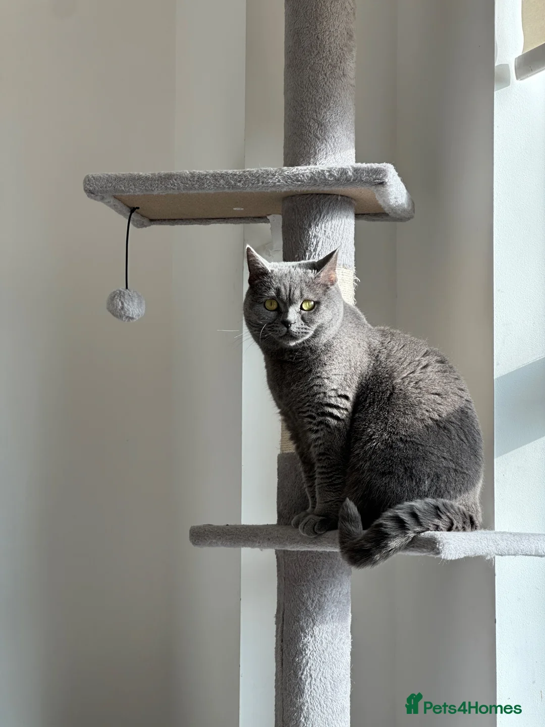 British Shorthair cats for sale: British Shorthair Female - Neutered - Advert 1