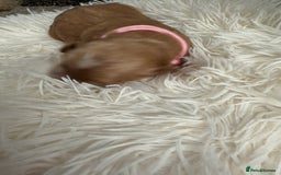 Mixed Breed dogs for sale: Cavapoochon Puppies  - Image 10