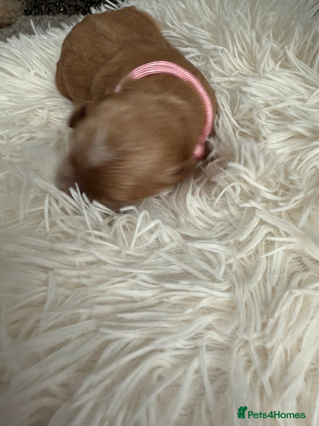 Mixed Breed dogs for sale: Cavapoochon Puppies  - Image 10