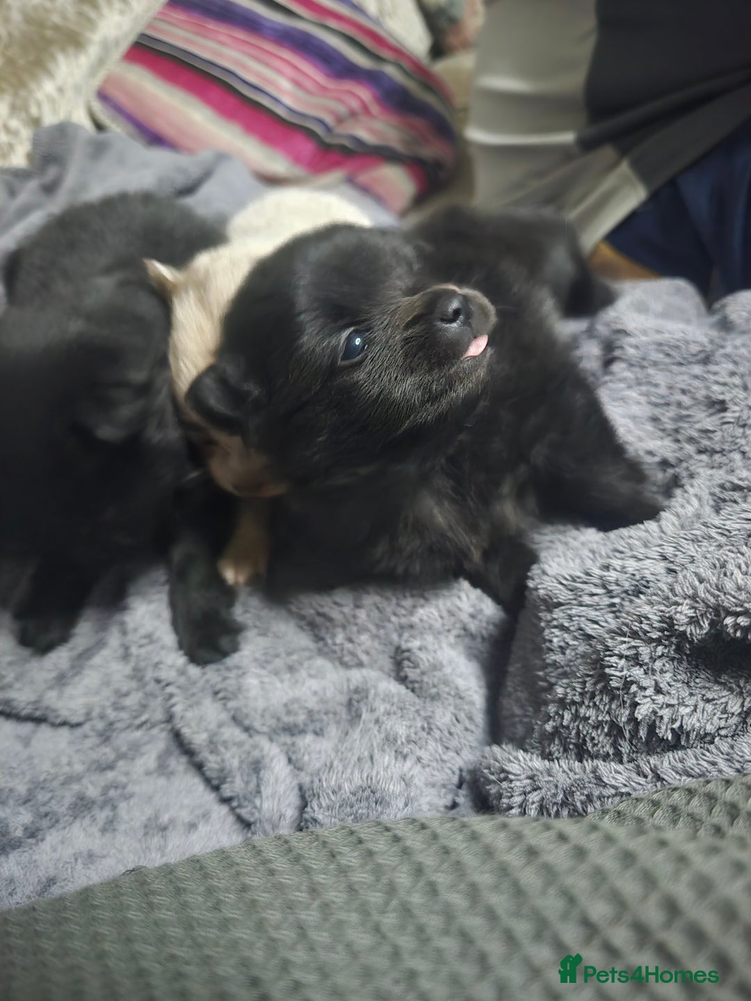 Pomchi dogs for sale: Pomchi - Image 8