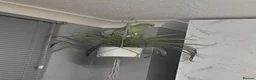 Parakeets birds for sale: Indian ringneck in Woking - Advert 4