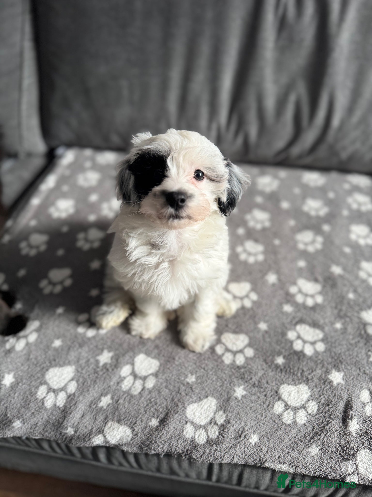 Maltipoo dogs Maltipoo Puppies-READY NOW - Advert 3