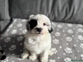 Maltipoo dogs Maltipoo Puppies-READY NOW - Advert 11