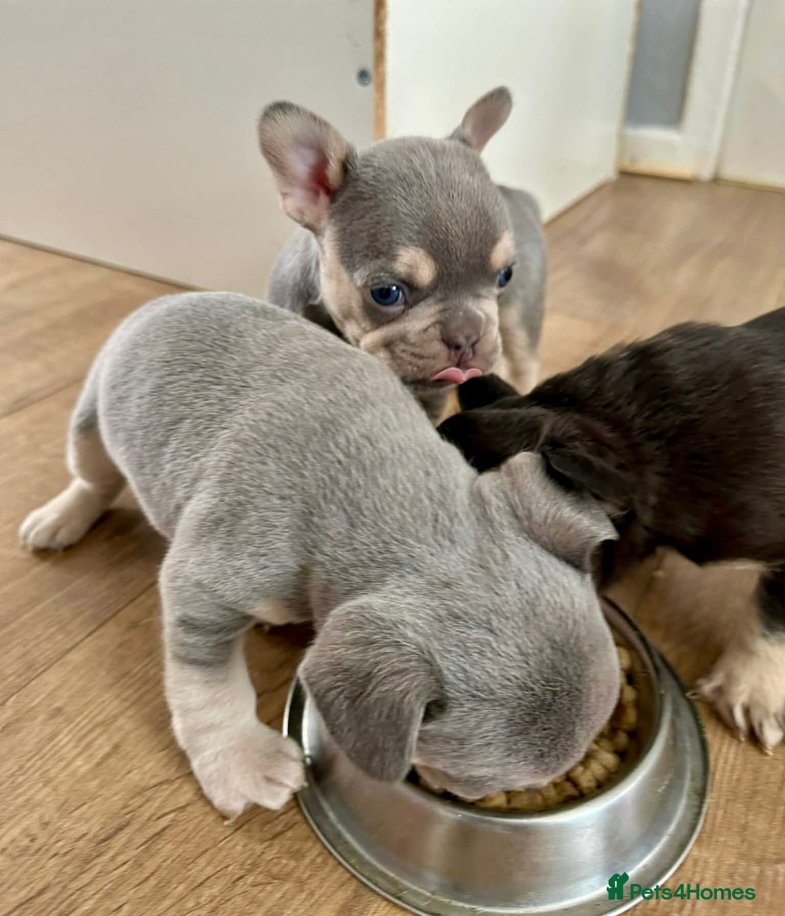 French Bulldog dogs 3 gorgeous pure French bulldog puppies for sale - Advert 3