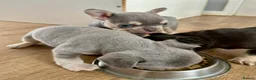 French Bulldog dogs for sale: ONLY 1 GIRL LEFT Healthy, chunky Frenchie pups 🐶 - Advert 7