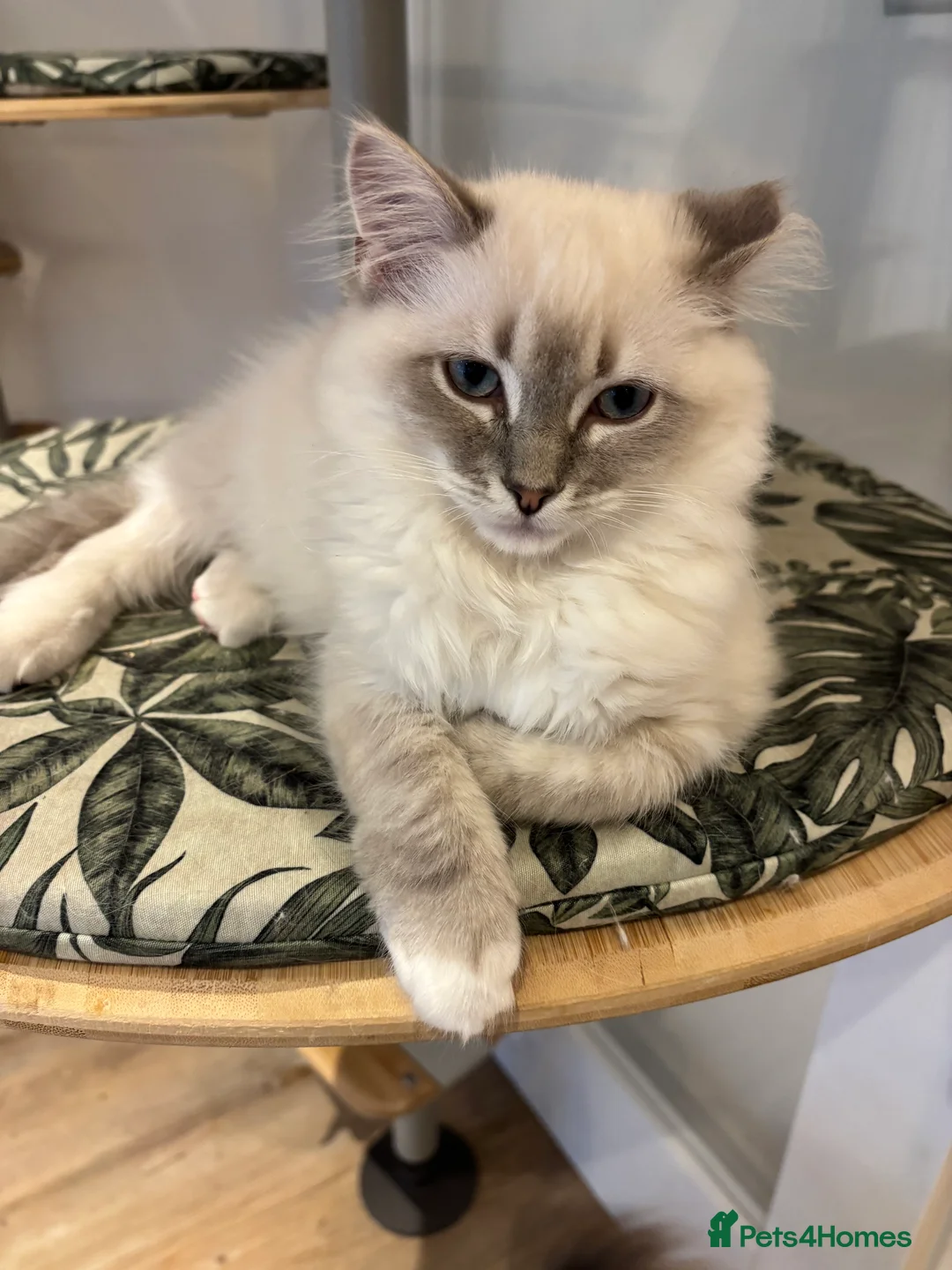 Ragdoll cats for sale: TICA reg blue point tabby mitted girl ragdoll in Fleet - Advert 5