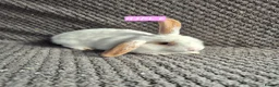 Mini Lion Lop rabbits for sale: Mini Lion Lop Bunnies - Advert 16
