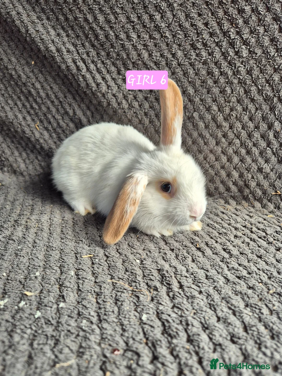Mini Lion Lop rabbits for sale: Mini Lion Lop Bunnies - Advert 16