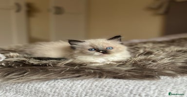 Ragdoll cats - Advert 7