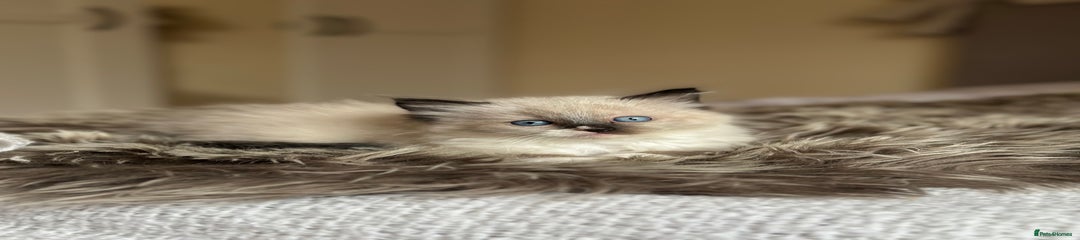Ragdoll Kitten 3