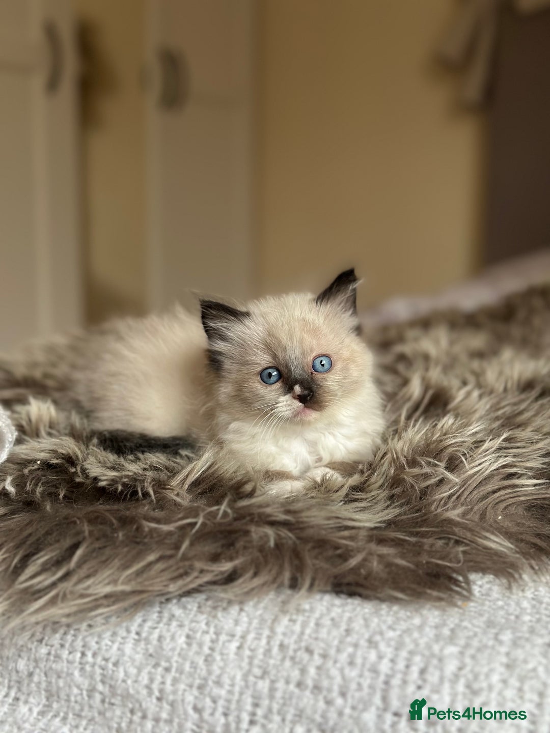 Ragdoll cats for sale: GCCF reg parents , pure breed ragdoll kittens 🤍 - Image 2
