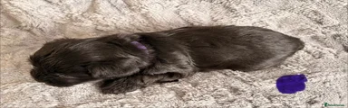 Miniature Schnauzer Puppy 3