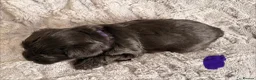 Miniature Schnauzer dogs for sale: Chunky, stunning litter of miniature schnauzers  - Advert 3