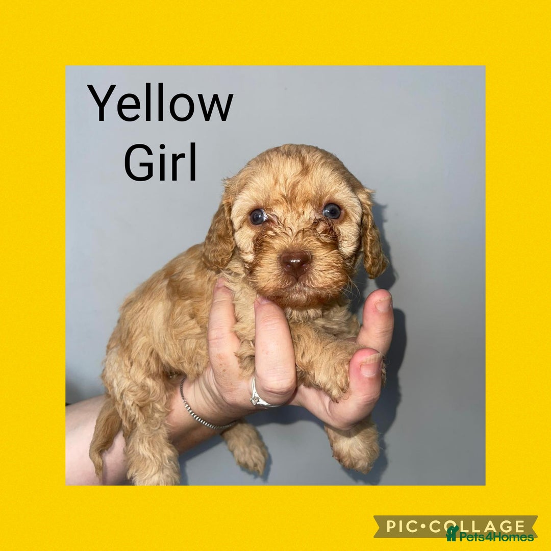 Cavapoo dogs for sale: Beautiful Cavapoo Puppies – 7 Girls & 4 Boys  - Image 7
