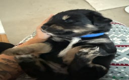 Goldador dogs for sale: Goldador x Labrottie Miniature Puppies for Sale - Advert 6