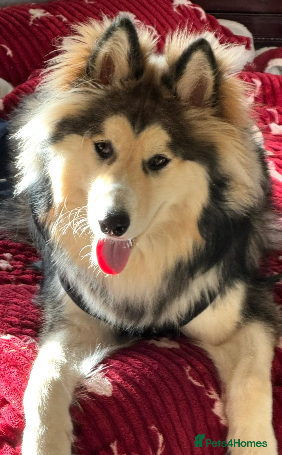 Siberian Husky dogs for sale: Siberian Husky “male” - Advert 2