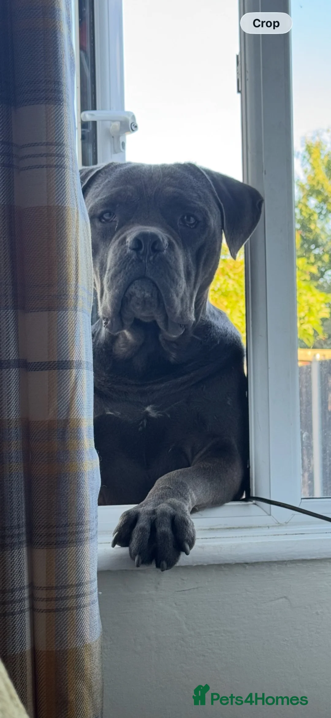Mixed Breed dogs for sale: Staffie cross cane corso pups  in Preston - Advert 7