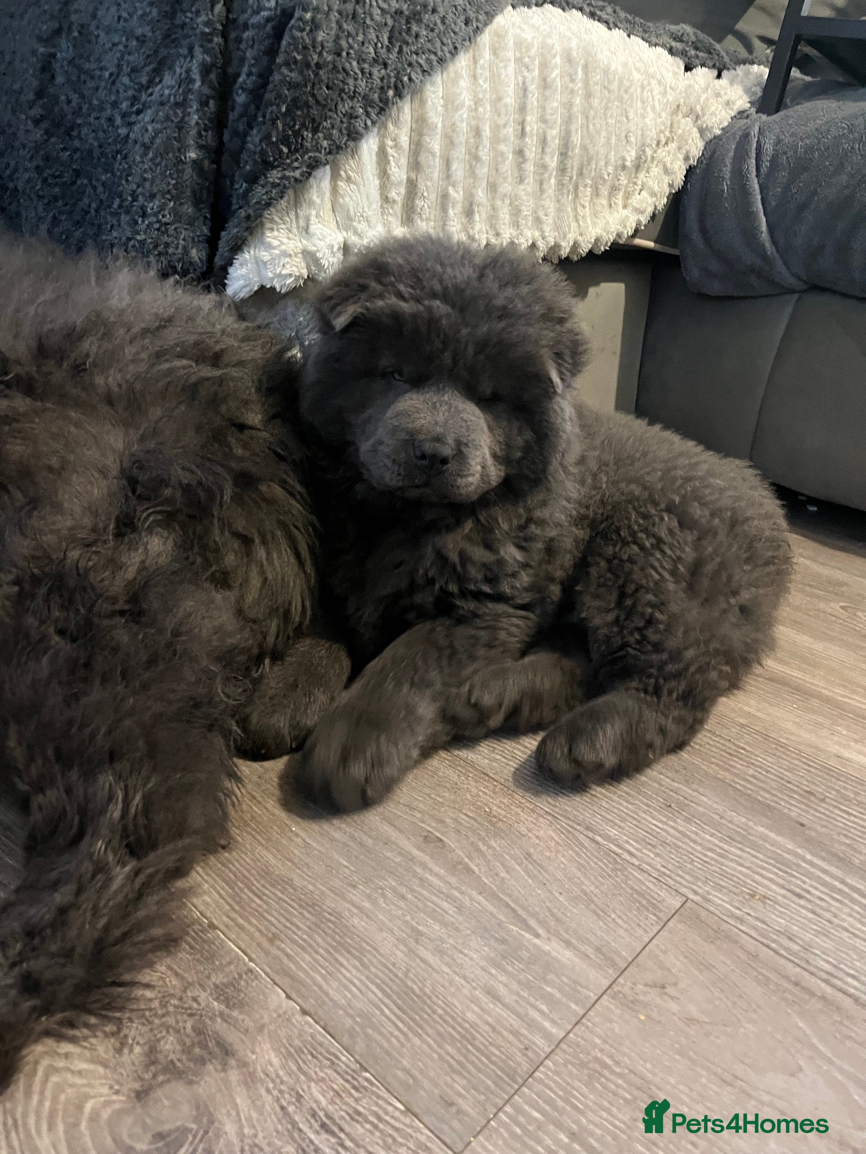 Chow Chow dogs Blue chowchow boy left  😻 - Advert 1